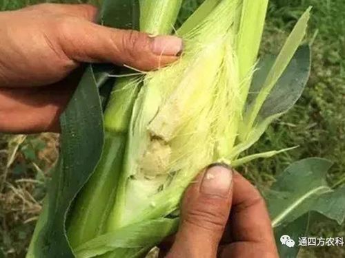 ���׶d���c�՗U��ԭ����