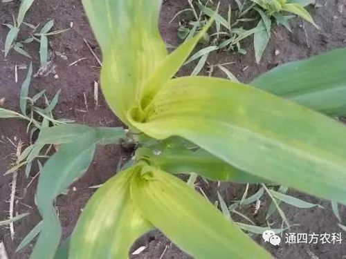 ���הQ����ô�k����ץ�o��Q��(hu��)Ӱ푮a(ch��n)��!!!